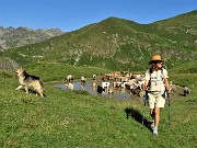 27 Fa gran caldo! La mucche si rinfrescano nella bella pozza (2050 m circa) al colletto per il monte Avaro .